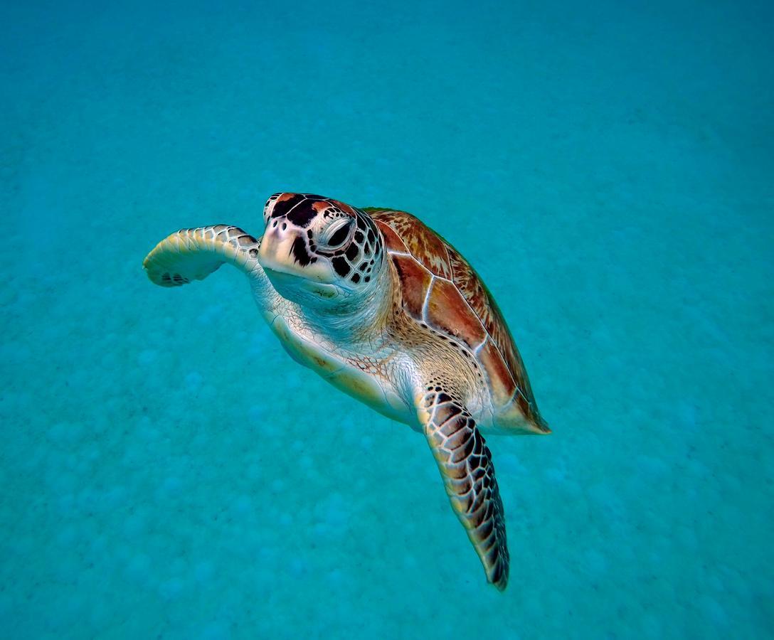 Seahorse Diver Guesthouse Kampong Pasir Panjang  Екстериор снимка